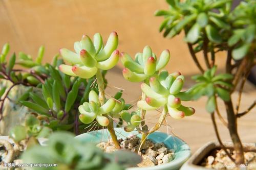 È«ÇòÈ·Õï79232555Àý ¶à¹ú¼ÒÏÖ±äÒìйڲ¡¶¾¸ÐȾÕß