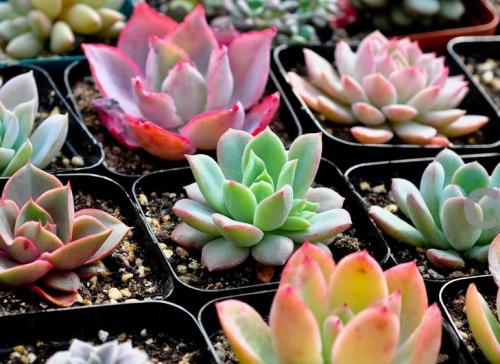 Àî¿ËÇ¿Ö÷³Ö³£Îñ»áÒé:¸÷ÀàÏîĿǷн´º½ÚǰÇåÁã